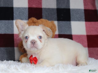 French Bulldog dogs Miguel - Ad 31