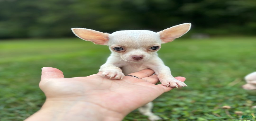 Gallery Image {{count}}