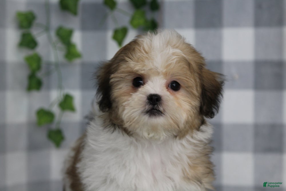 Teddy Bear dogs Daryl - Ad 3