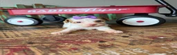 Miniature Poodle dogs for sale: Akc Clear 🧬 tested Chocolate Phantom Parti girl - Ad 6