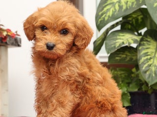 Mini Goldendoodle dogs Grover - Ad 15
