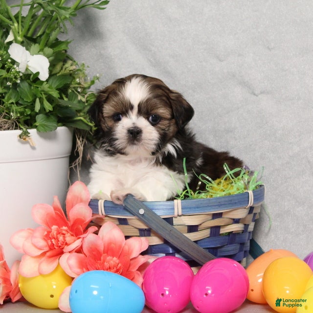 Shih Tzu dogs Jimmy - Ad 1