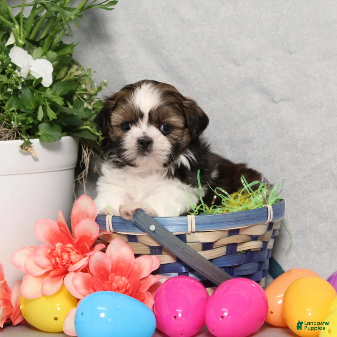 Shih Tzu dogs for sale: Jimmy - Ad 1