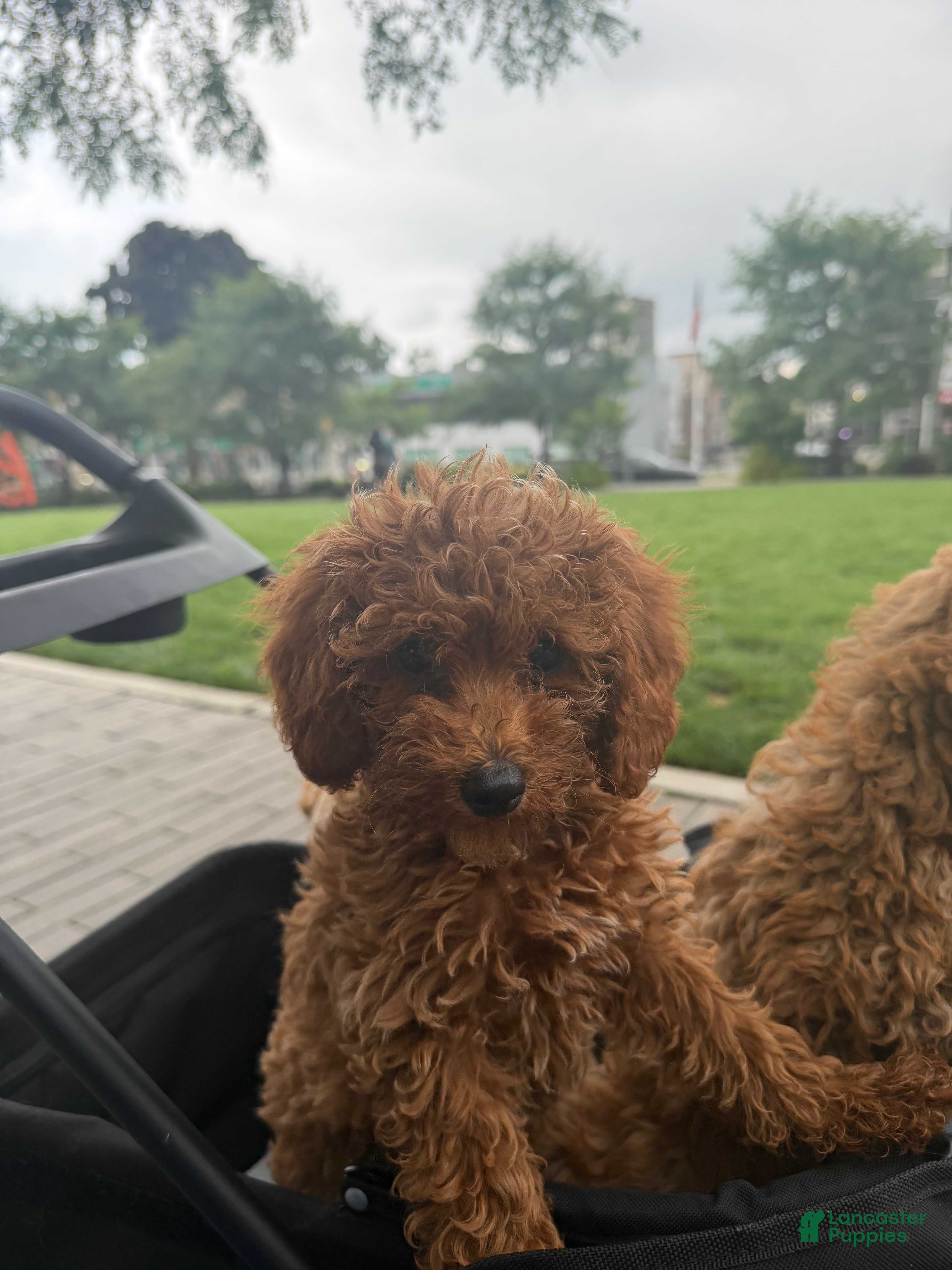 Miniature Poodle dogs Mini Bryan  - Ad 1