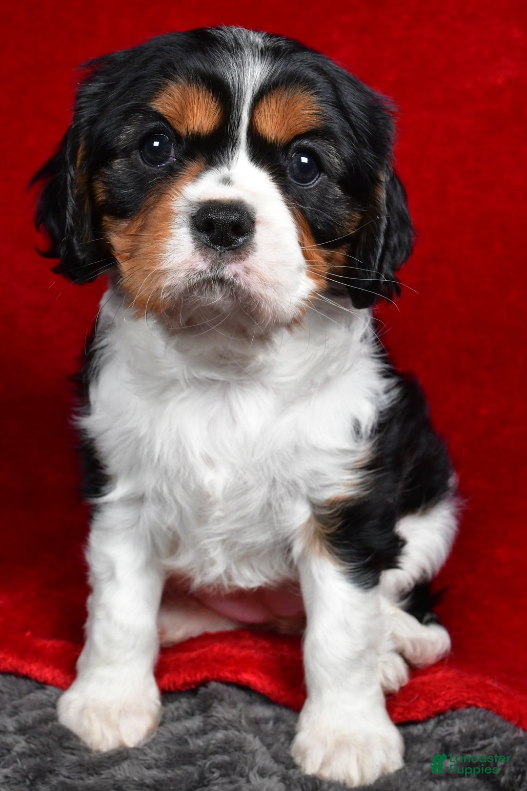 Cavalier King Charles Spaniel dogs for sale: Penny - Ad 9