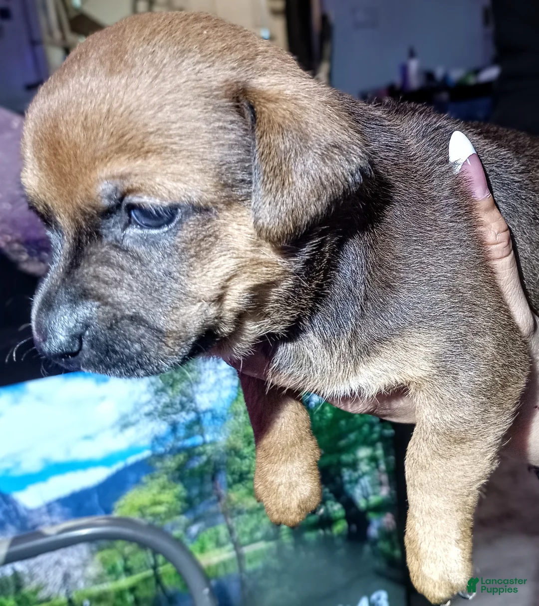 Chiweenie dogs for sale: Chiweenie 7 - Ad 2