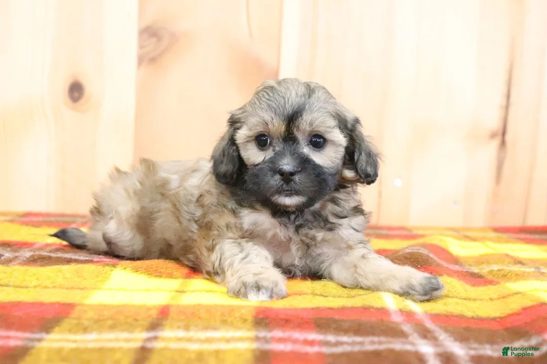 Shihpoo dogs for sale: Bradlynn - Ad 2