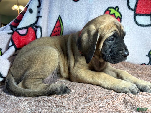 English Mastiff dogs Mae (Red) - Ad 31