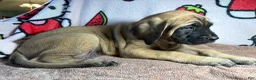 English Mastiff dogs for sale: Mae (Red) - Ad 1