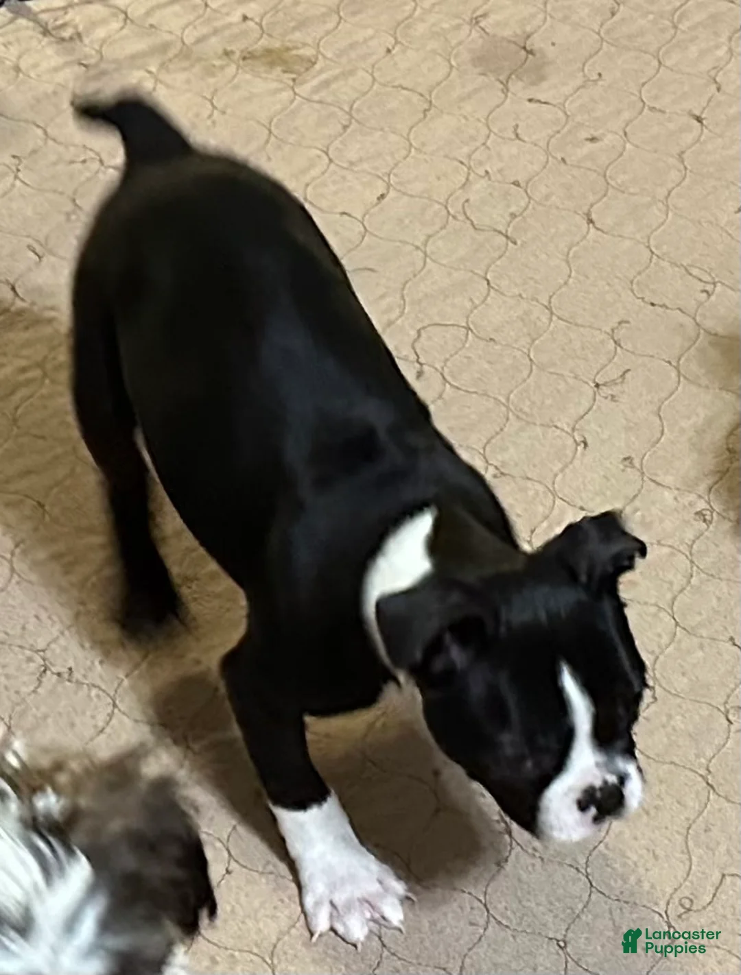 Boston Terrier dogs for sale: Boston Terrier Puppy 1 - Ad 2