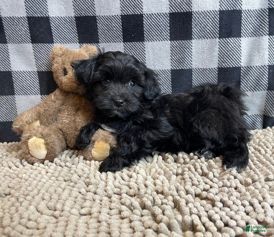 Mixed Breed dogs for sale: Rosie - Ad 1