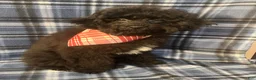 Miniature Poodle dogs for sale: Miniature Poodle 1 - Ad 3