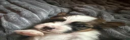 Shorkie dogs for sale: Shorkie Puppy 2 - Ad 5