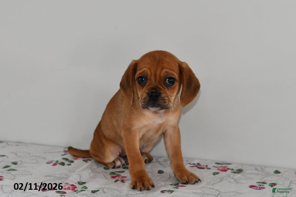 Puggle dogs Chloe - Ad 2