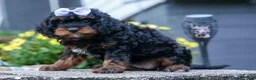 Cavapoo dogs for sale: Wanda 🐶 - Ad 15
