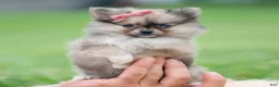 Pomeranian dogs for sale: Julia - Ad 5
