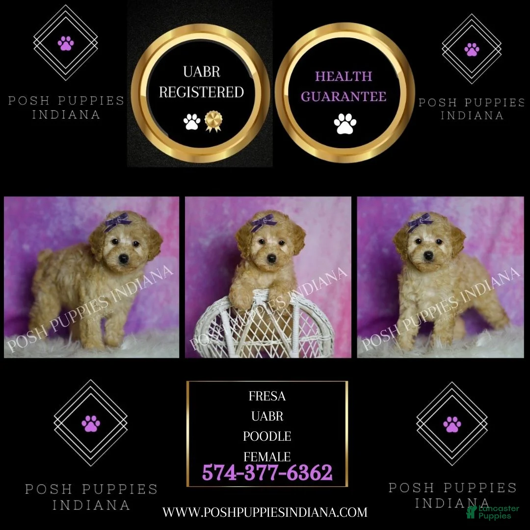 Toy Poodle dogs for sale: Fresca - Ad 7