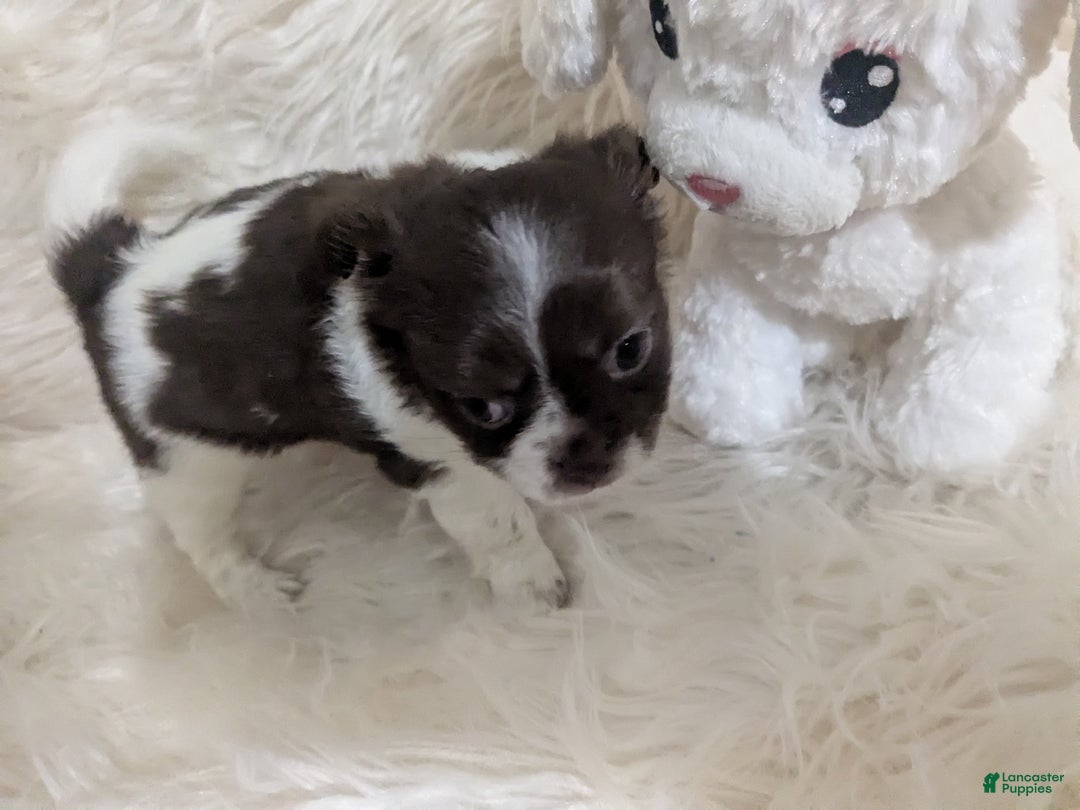 Chihuahua dogs for sale: Apple Head Female Long Coat Chihuahua Faith  - Ad 3