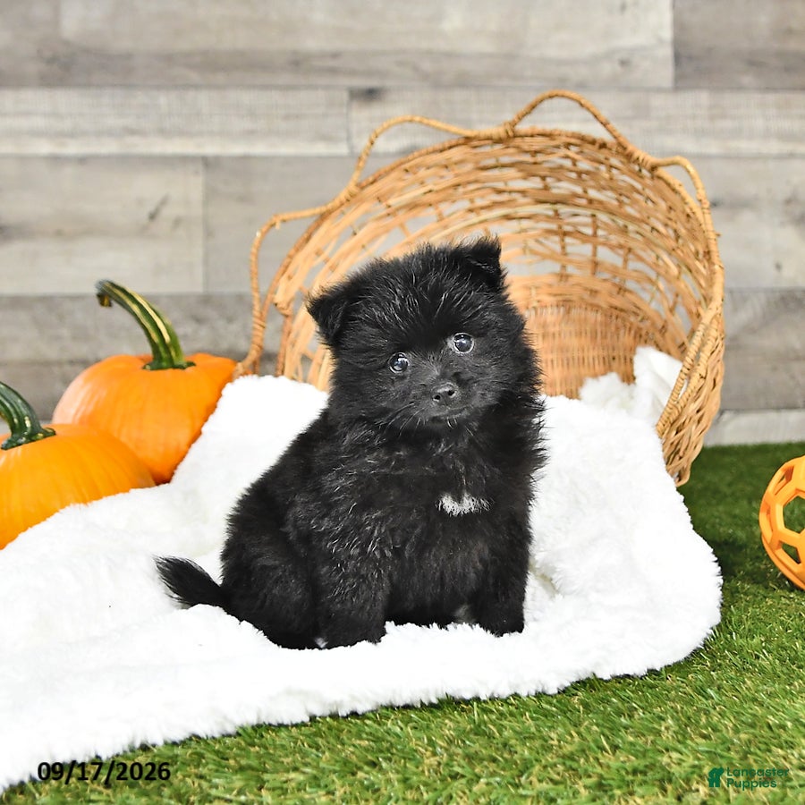 Pomeranian dogs Nicholas - Ad 1