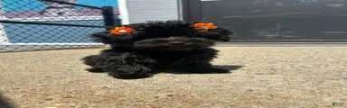 Yorkiepoo 3