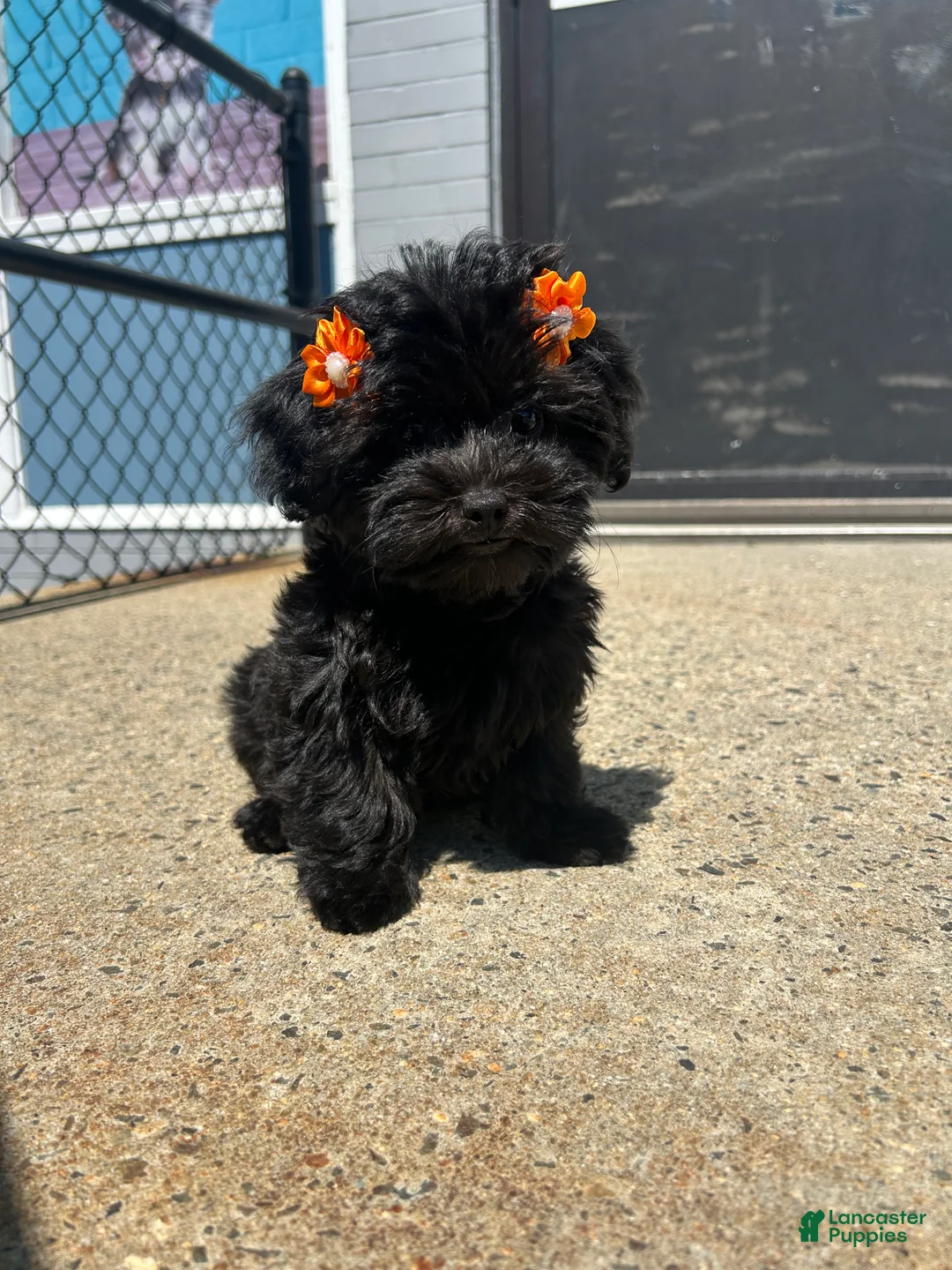 Yorkiepoo dogs for sale: Yorkiepoo 3 - Ad 1