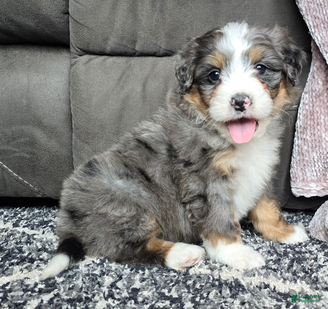 Mini Bernedoodle dogs for sale: Mini Archie - Ad 7