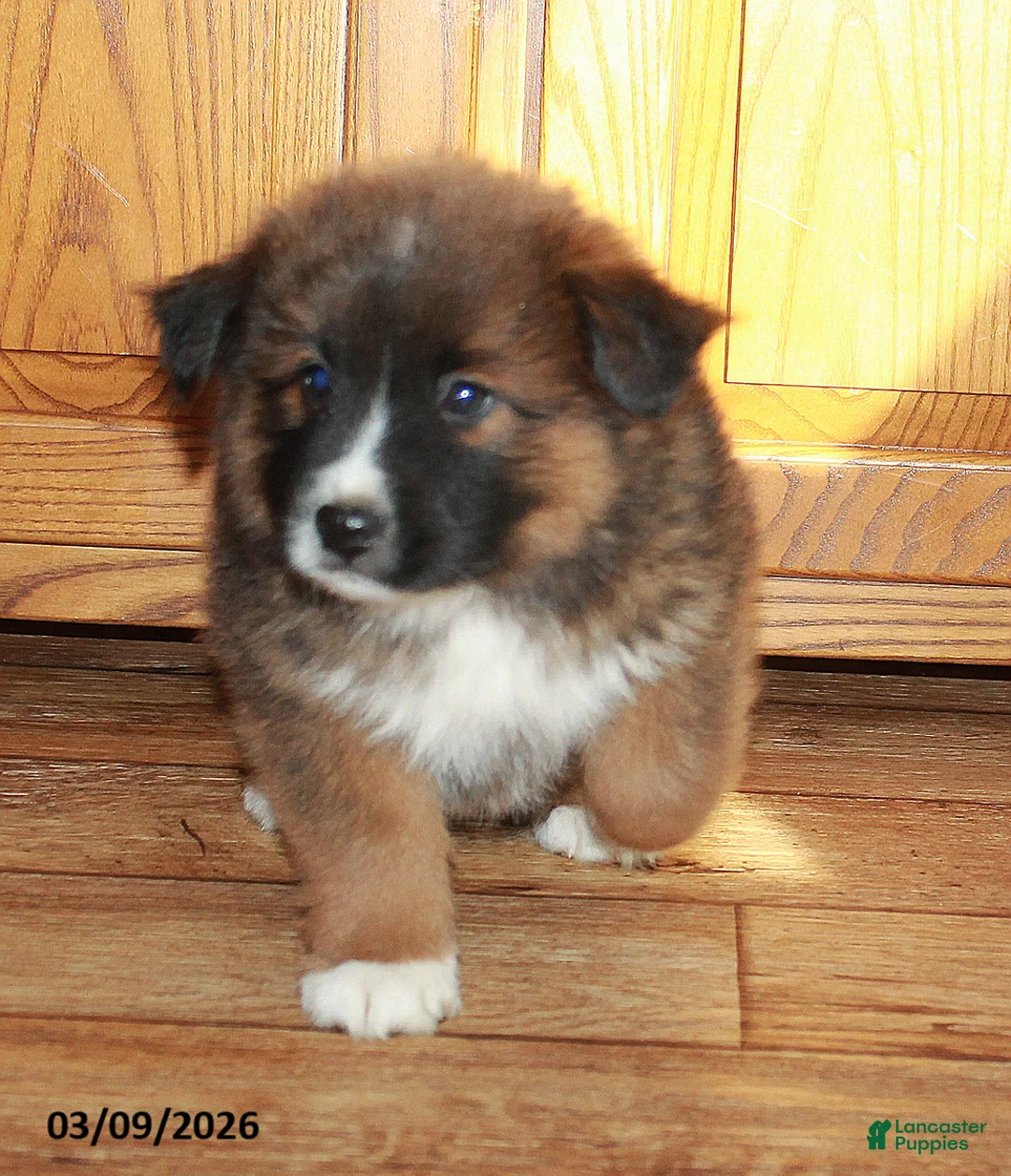 Mixed Breed dogs for sale: Buster - Ad 4