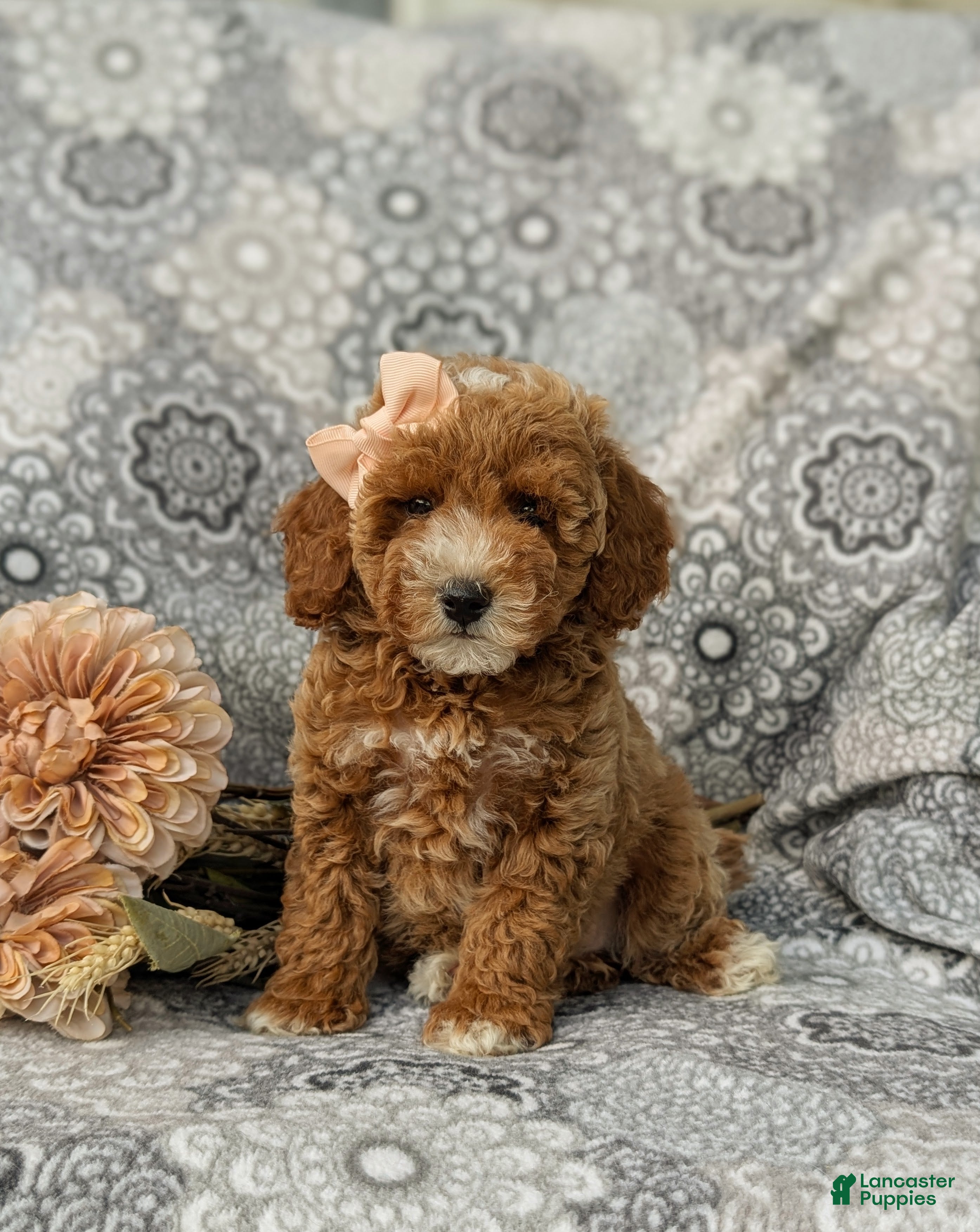 Miniature Poodle dogs Tamara - Ad 1