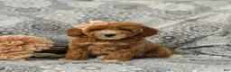 Miniature Poodle dogs for sale: Tamara - Ad 1