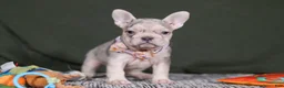 French Bulldog dogs for sale: Bethany - Ad 9