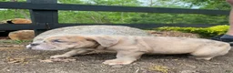Mixed Breed dogs for sale: Beast - Ad 8