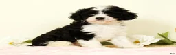 Cavapoo dogs for sale: Winnie - Ad 1