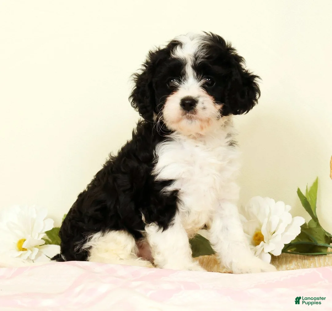 Cavapoo dogs for sale: Winnie - Ad 1