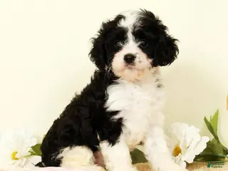 Cavapoo dogs Winnie - Ad 1