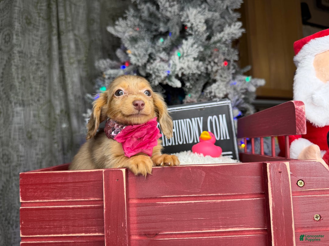 Miniature Dachshund dogs for sale: Akc POL PRA CLEAR CH RUSSIAN  - Ad 9