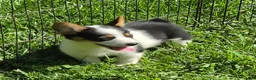 Welsh Corgi Pembroke dogs for sale: Oreo girl  - Ad 32