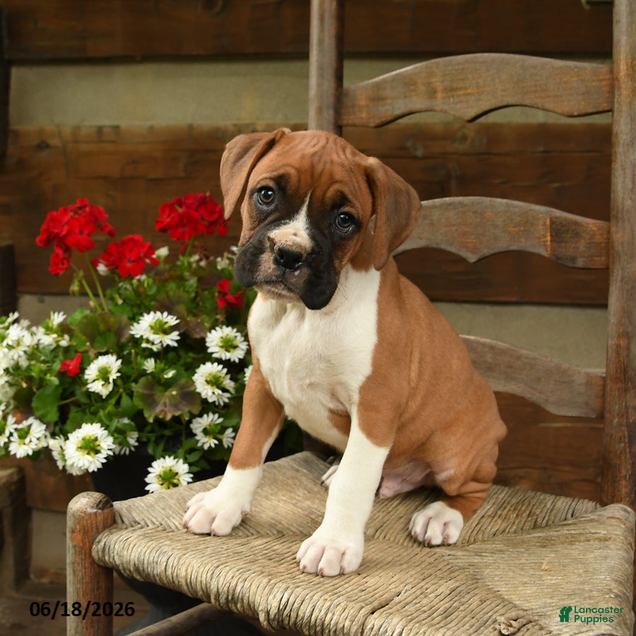 Boxer dogs Buster - Ad 1