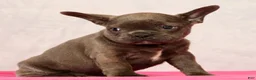 French Bulldog dogs for sale: Parker - Ad 9