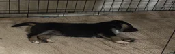 Gerberian Shepsky dogs for sale: Astrid - Ad 8