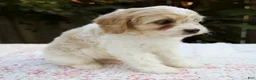 Cavapoo dogs for sale: Finn - Ad 4