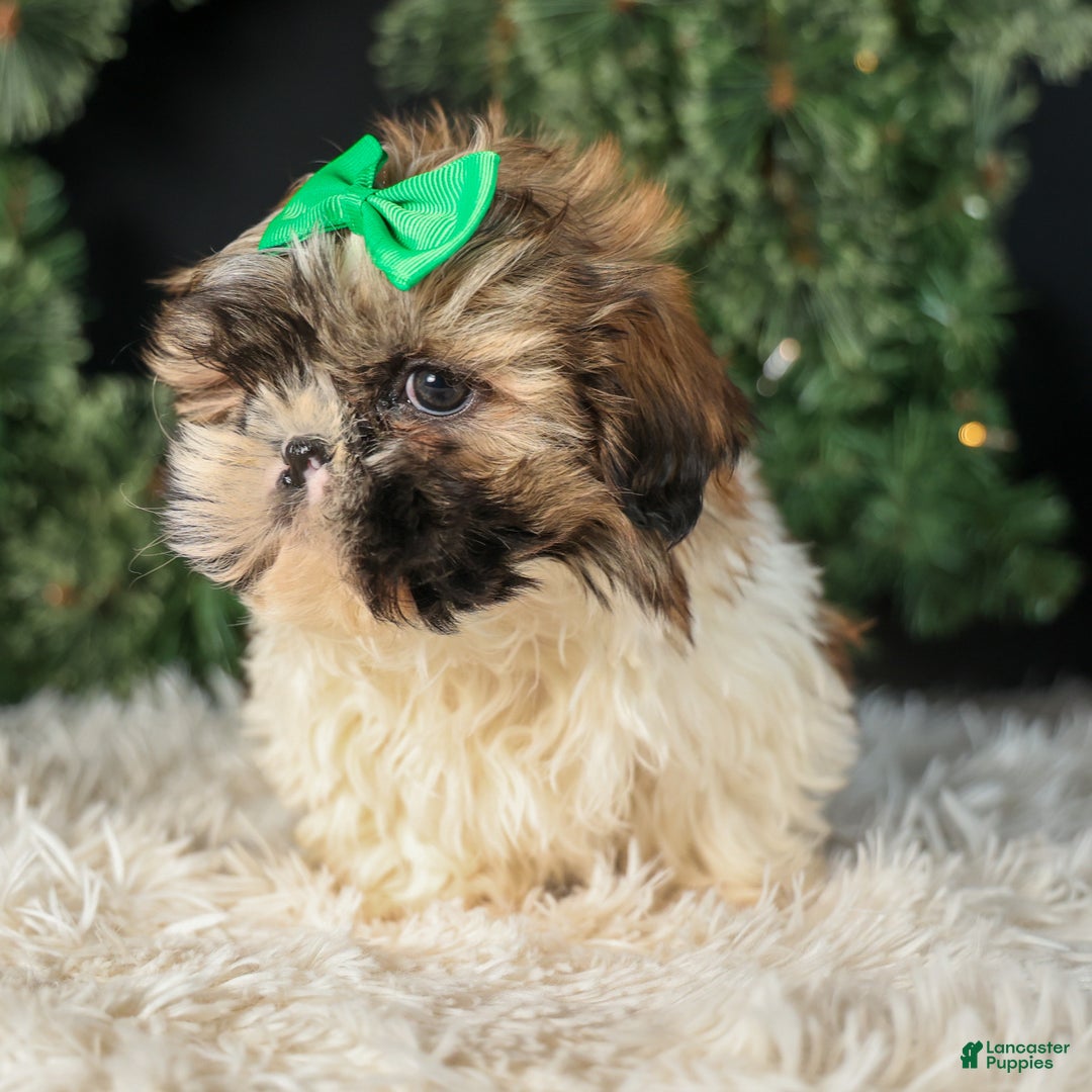 Shih Tzu dogs for sale: RUSTY - Ad 8