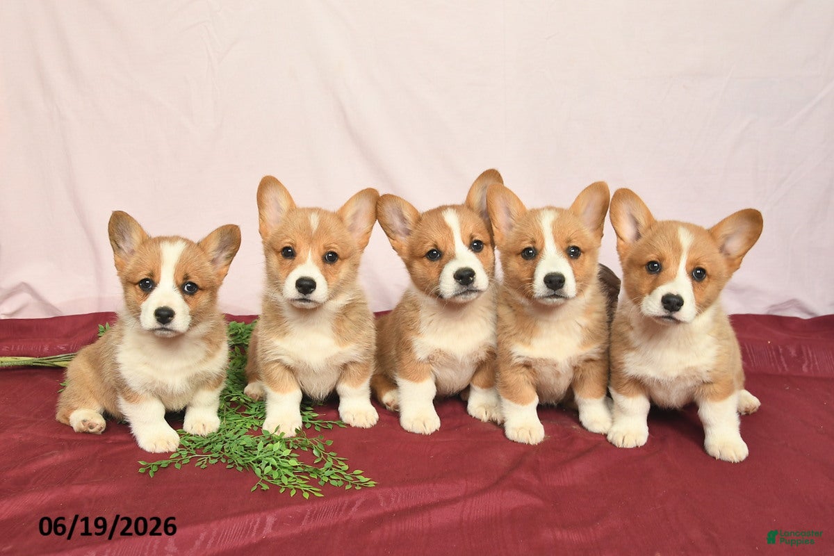 Welsh Corgi Pembroke dogs Twinkle  - Ad 2