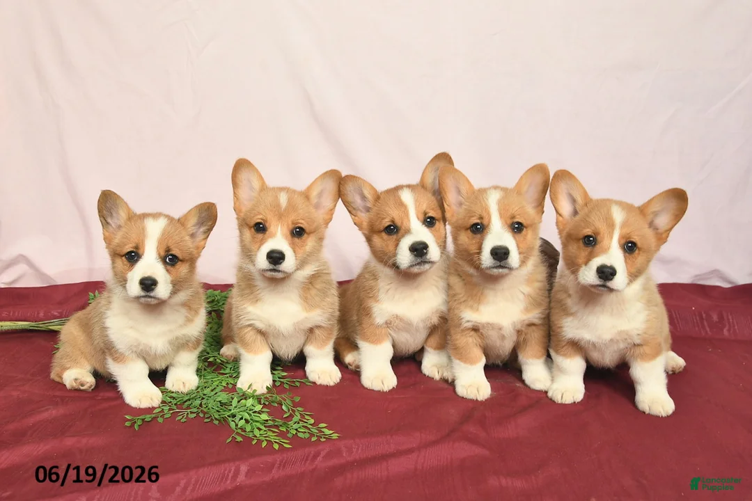 Welsh Corgi Pembroke dogs for sale: Twinkle  - Ad 2