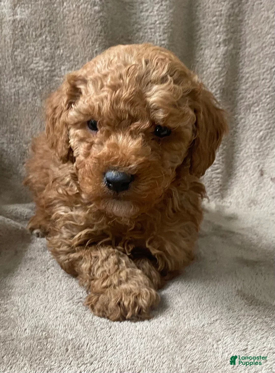 Mini Goldendoodle dogs for sale: Baxter - Ad 1
