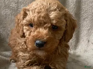 Mini Goldendoodle dogs Baxter - Ad 26