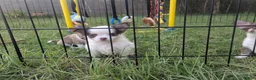 Chihuahua dogs for sale: Prince  Tiny LC  - Ad 3