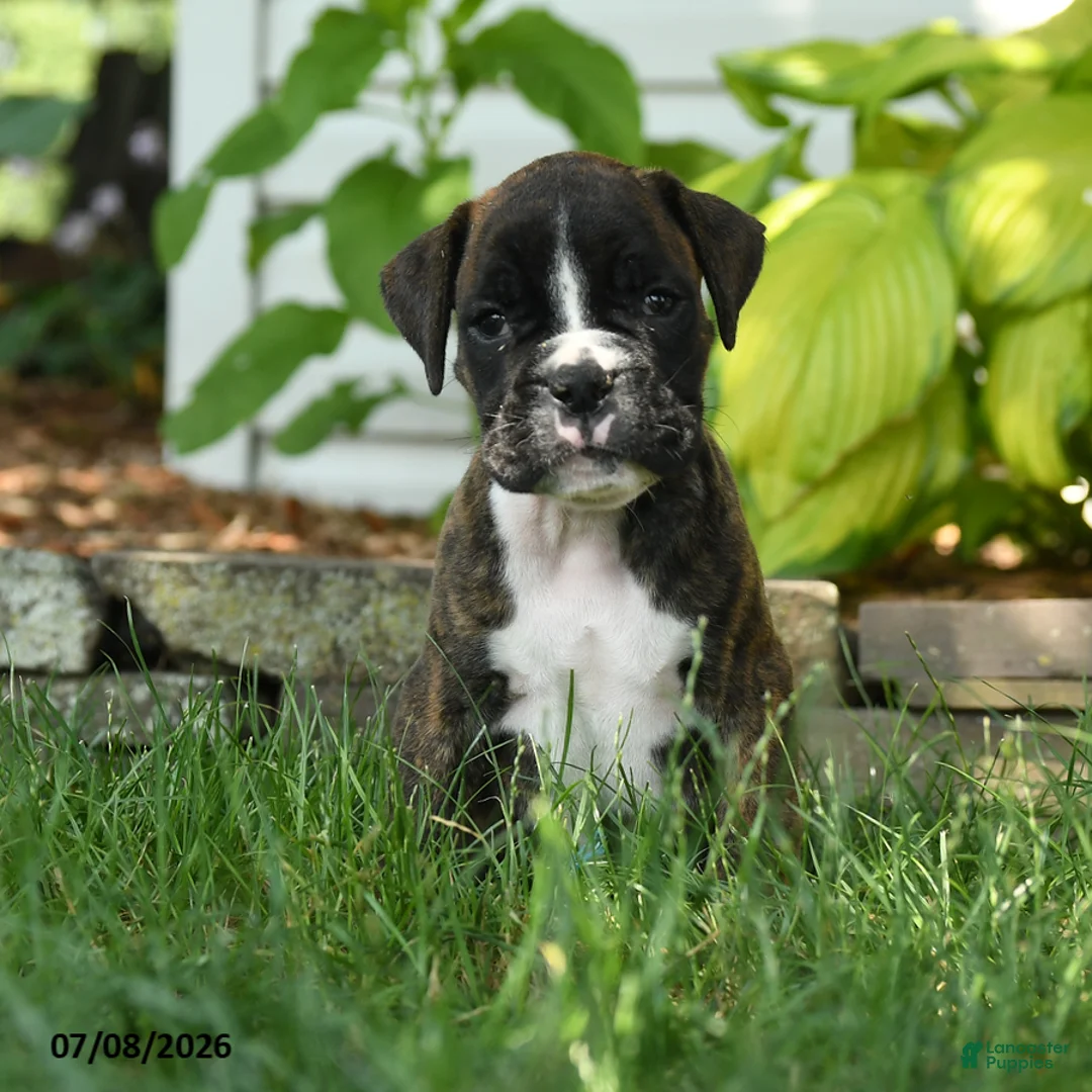 Boxer dogs for sale: Jett - Ad 1