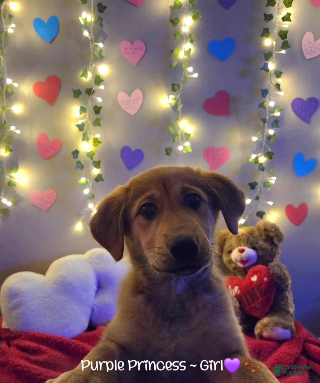 Mixed Breed dogs for sale: Purple Princess  - Ad 1