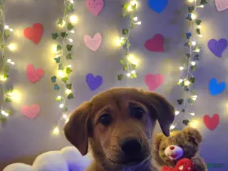 Mixed Breed dogs Purple Princess - Ad 27