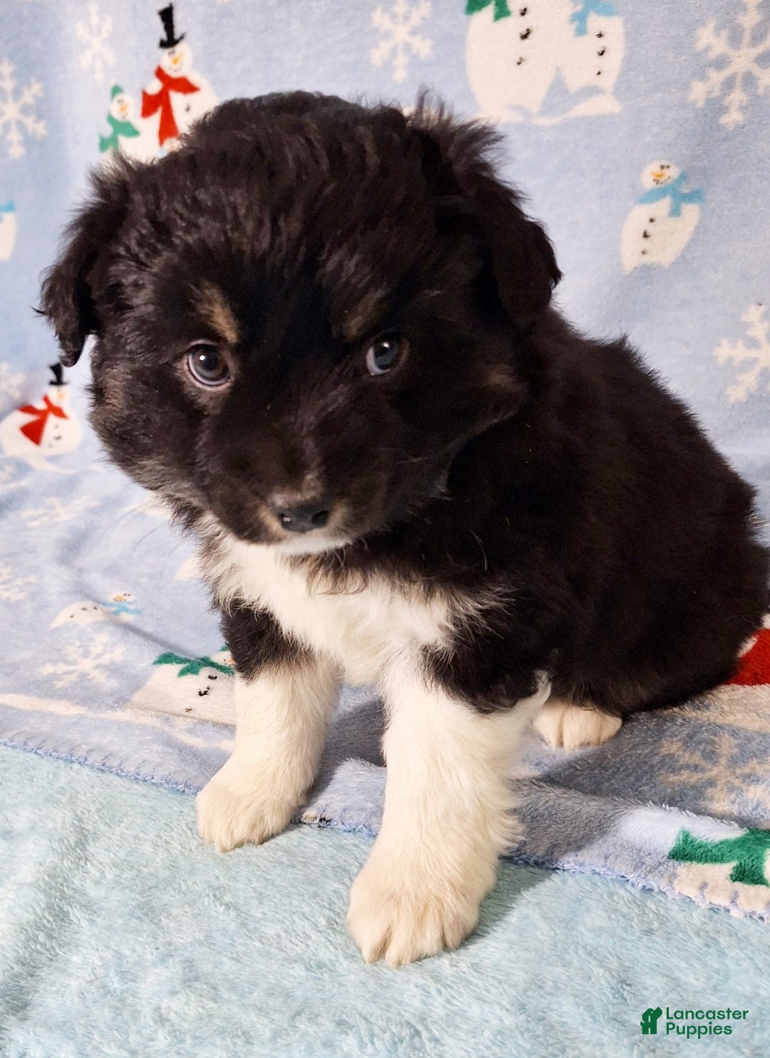 Miniature Australian Shepherd dogs for sale: Ebony - Ad 5